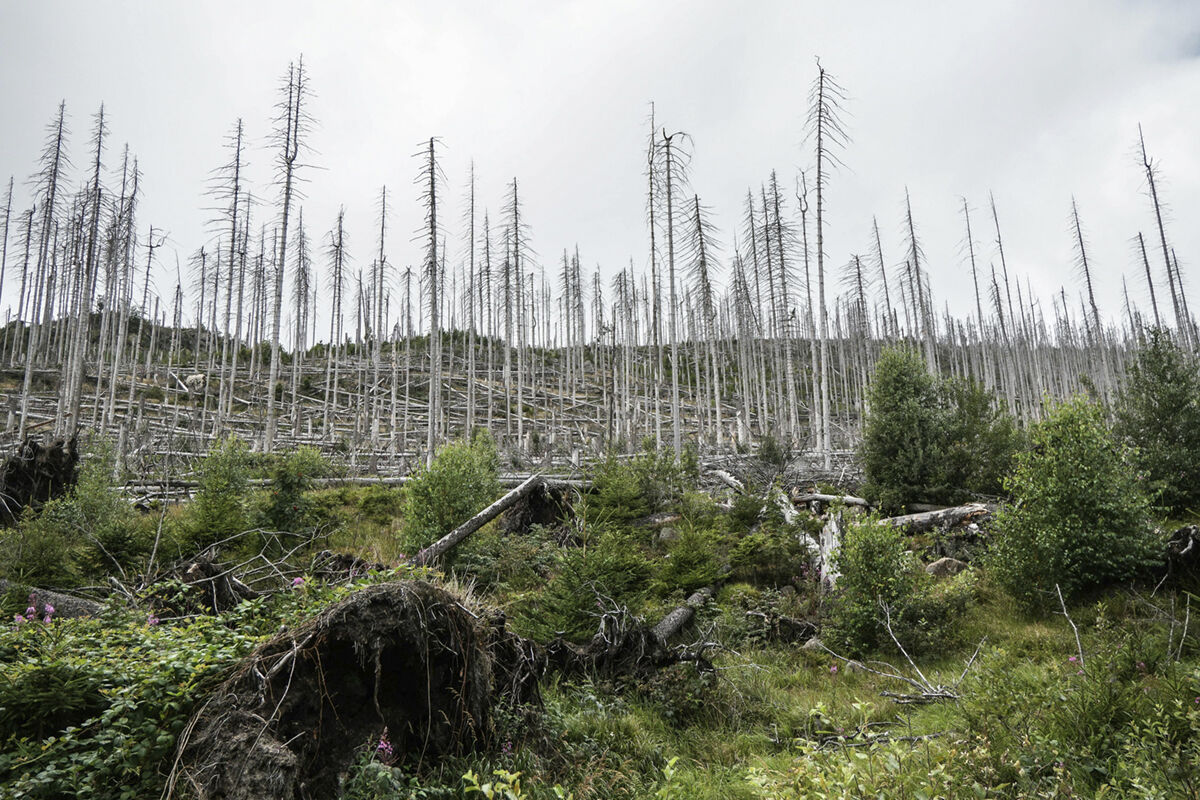 EarthTalk: What are zombie forests? | Columnists | azdailysun.com