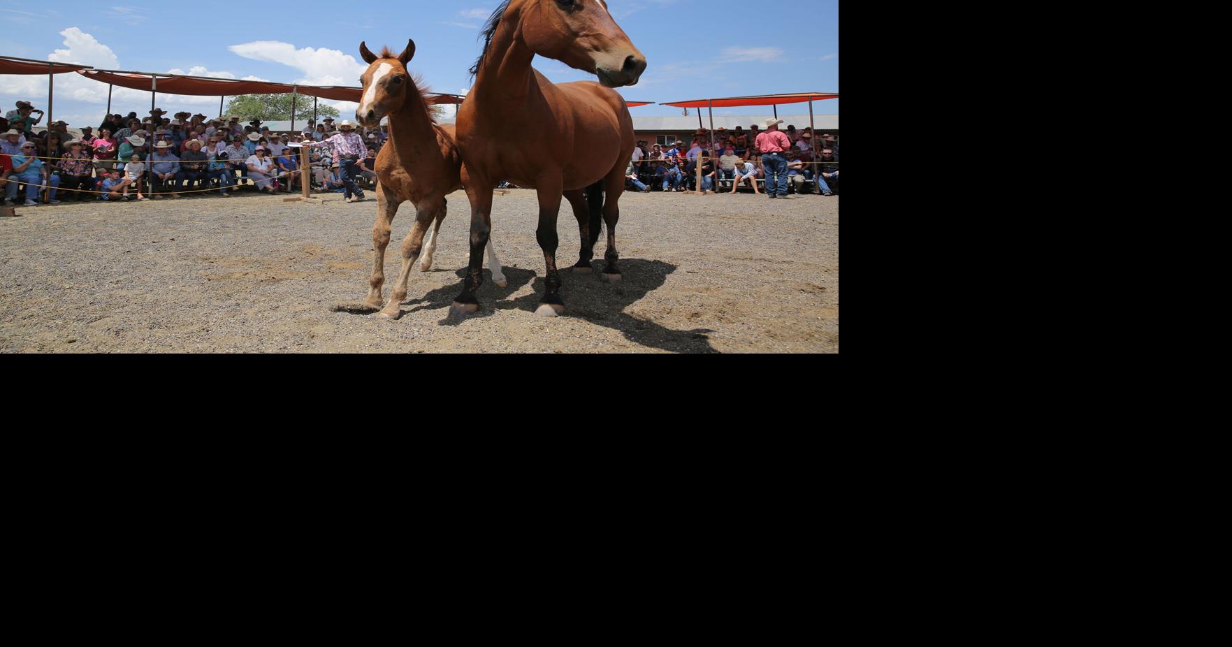 Hashknife colts auctioned at Babbitt Ranches | | azdailysun.com