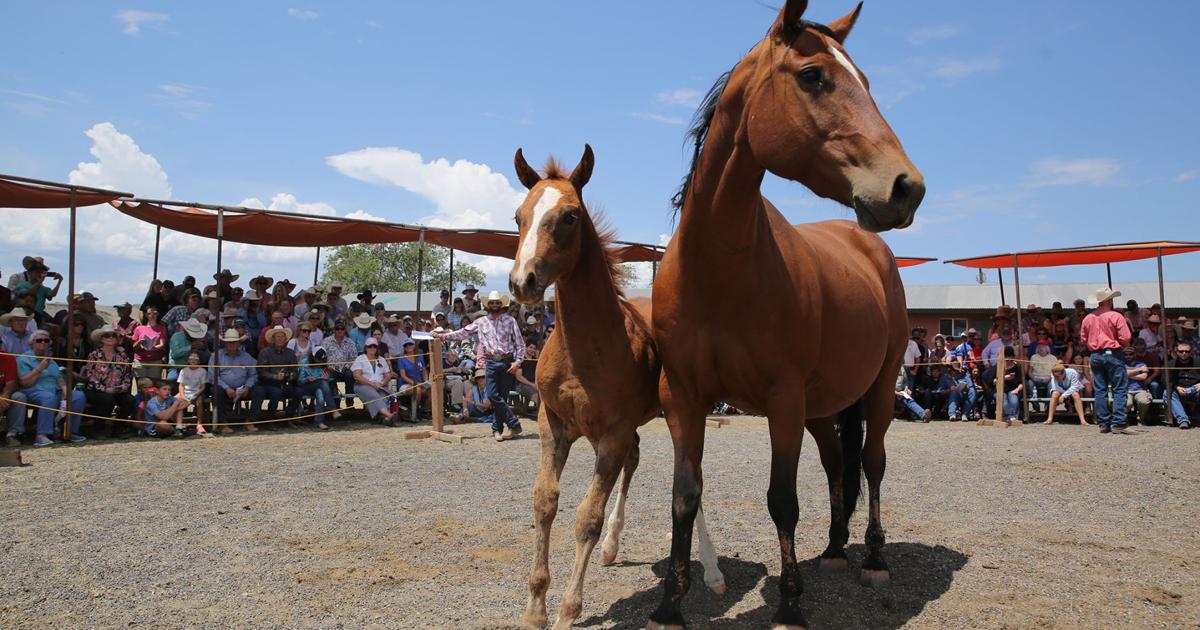 Babbit Ranch Hashknife Hashknife colts auctioned at Babbitt Ranches | | azdailysun.com