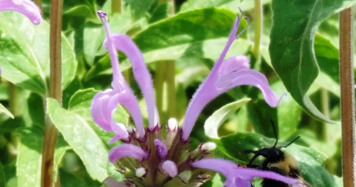 Gardening Etcetera: Watching summer pollinators in Doney Park ...