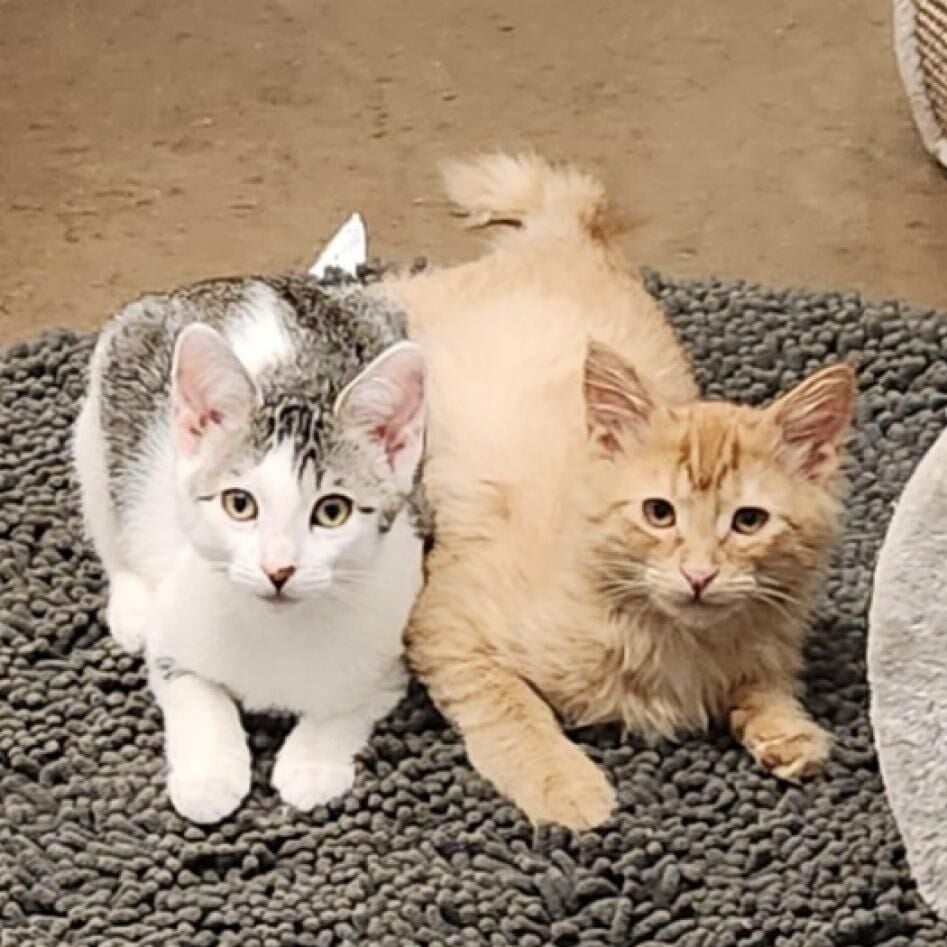 HCH Pet of the Week: Nectarine and Asteroid