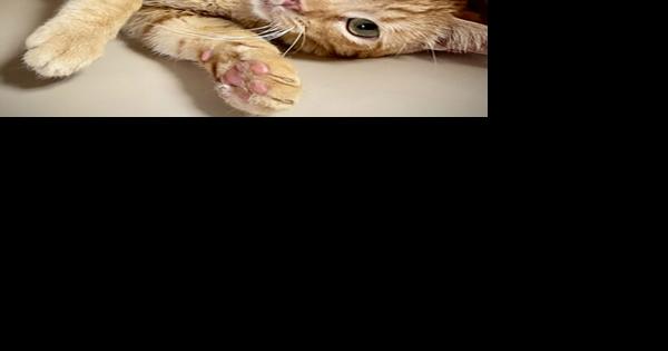 CHA Pet of the Week: Mango - Vimarsana News