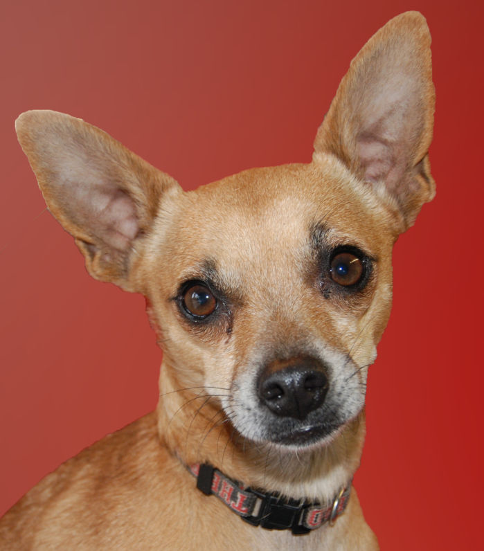 Pet Of The Week: Chaunsee | Pets | Azdailysun.com