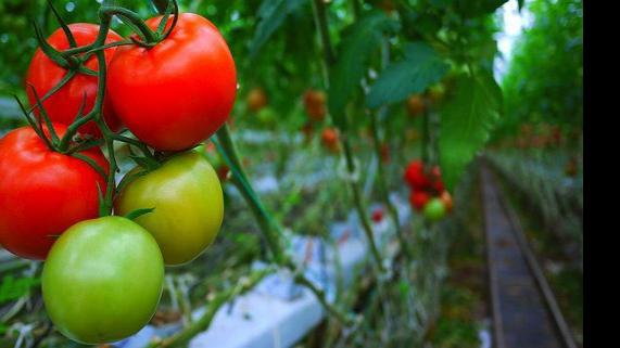 Gardening Etcetera: Got garden questions? Get answers