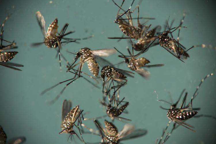 Brazil Zika Babies