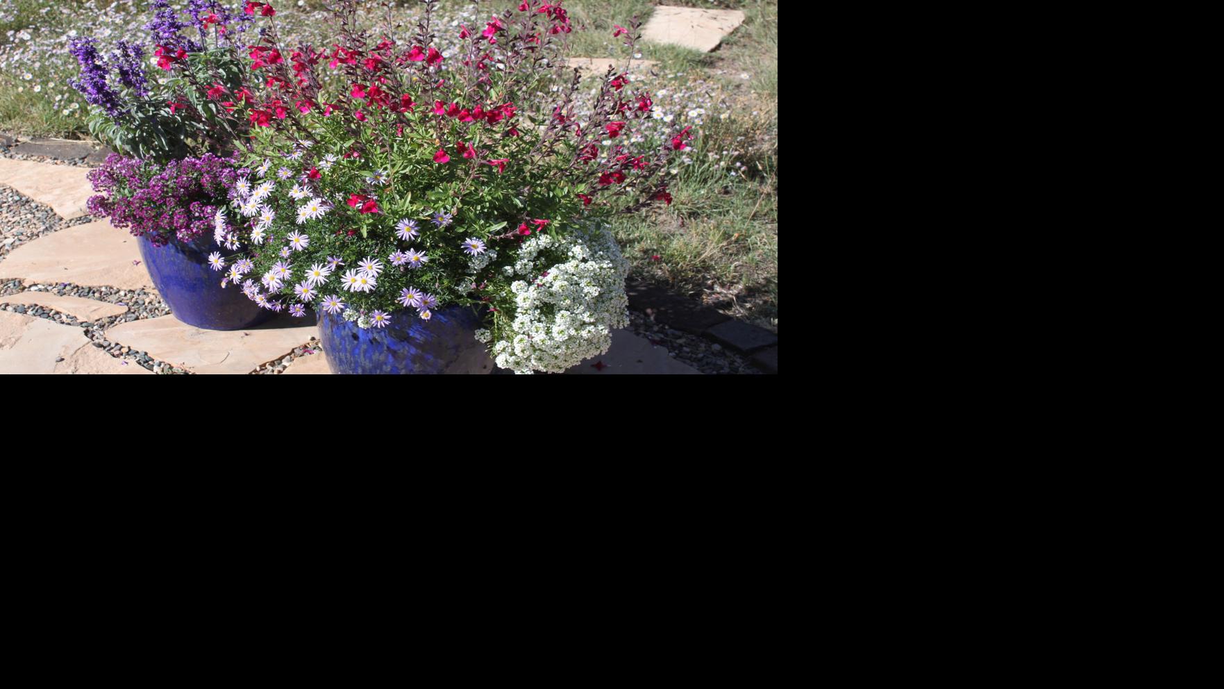 Gardening: Create a gorgeous 'pot-pourri' arrangement