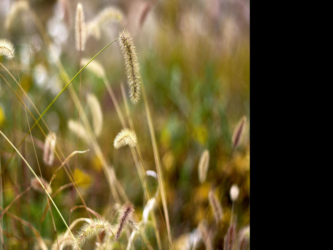Ask The Vet The Heartbreak Of Foxtails For Your Dog Lifestyles Azdailysun Com
