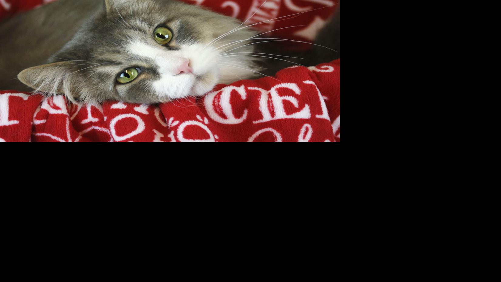 Older dogs, cats need to watch weight to stay spry