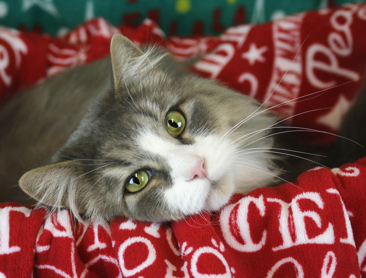 Older Dogs Cats Need To Watch Weight To Stay Spry Pets
