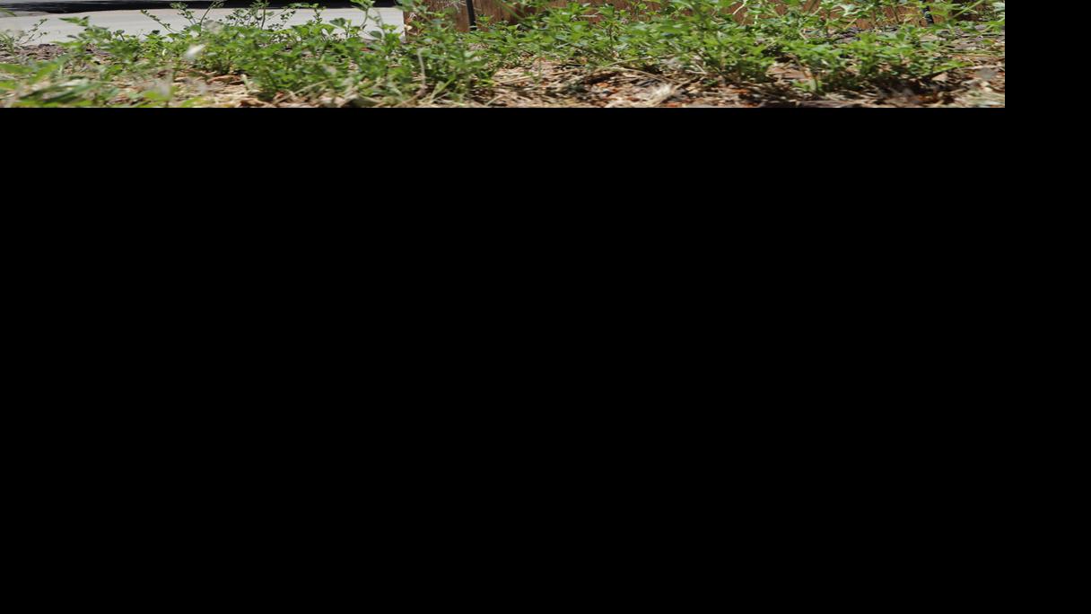 Sidewalks and road improvements meet resistance in Coconino Estates