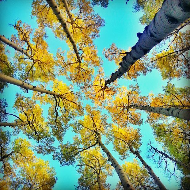 Lockett aspens