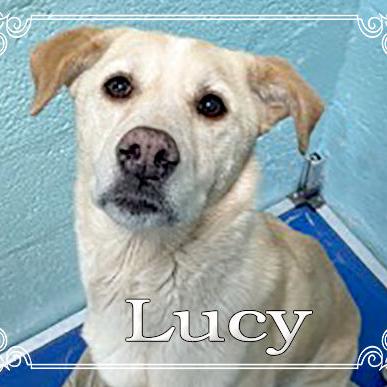 CHA Pet of the Week: Lucy - Vimarsana News