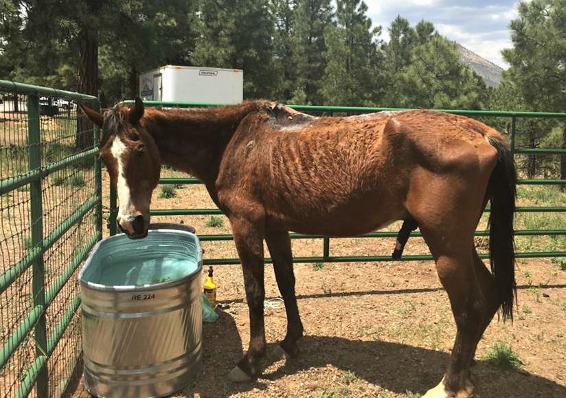 Recovered Havasupai horses