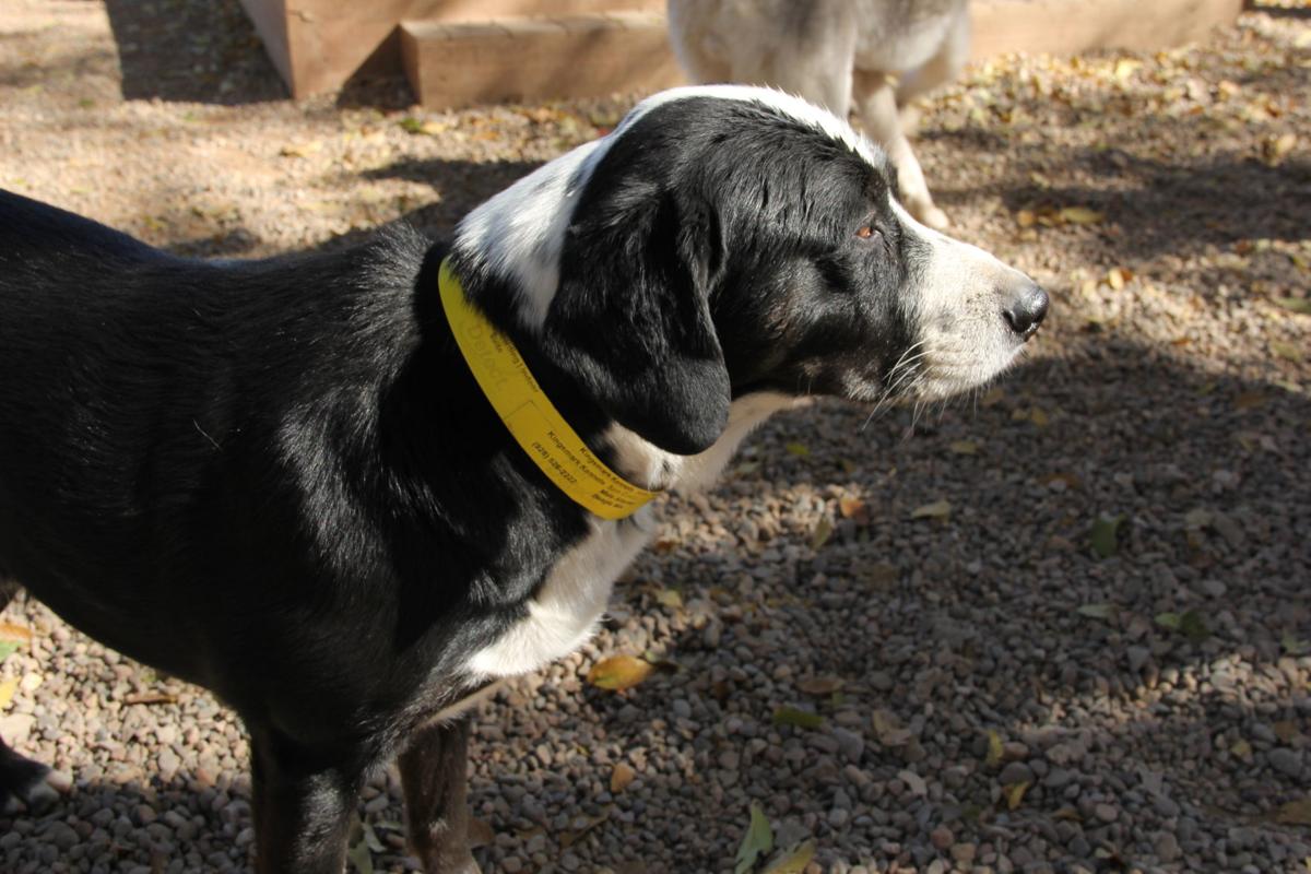Best Of Flag Pet Boarding Kingsmark Provides Home Away From Home