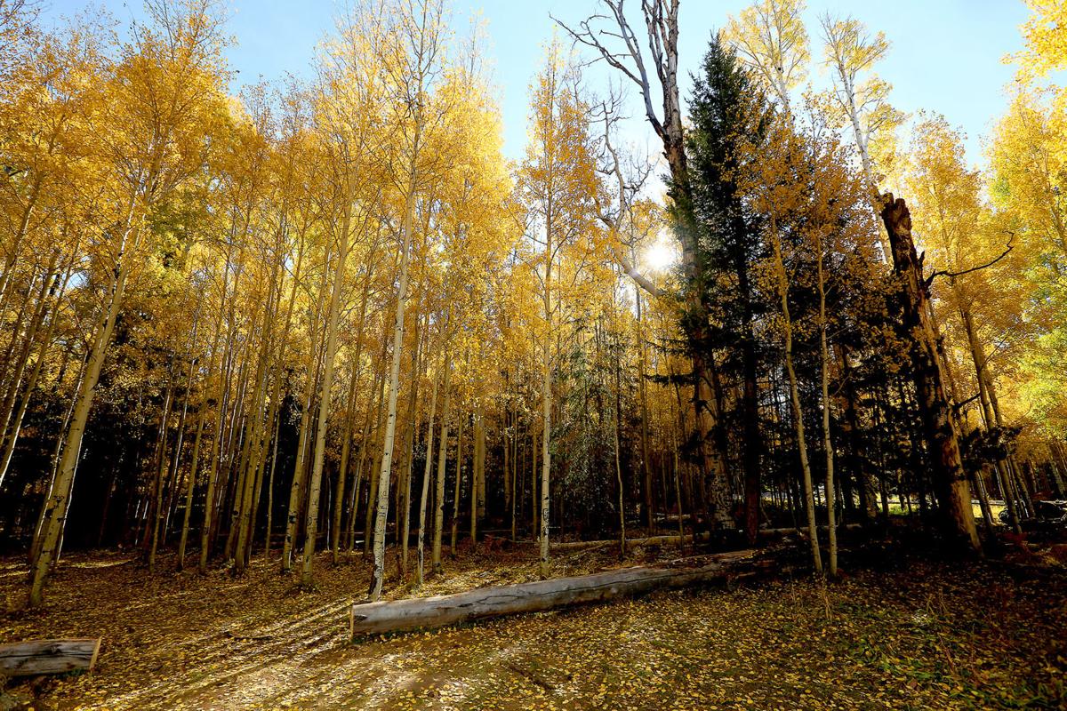 Aspens at their peak
