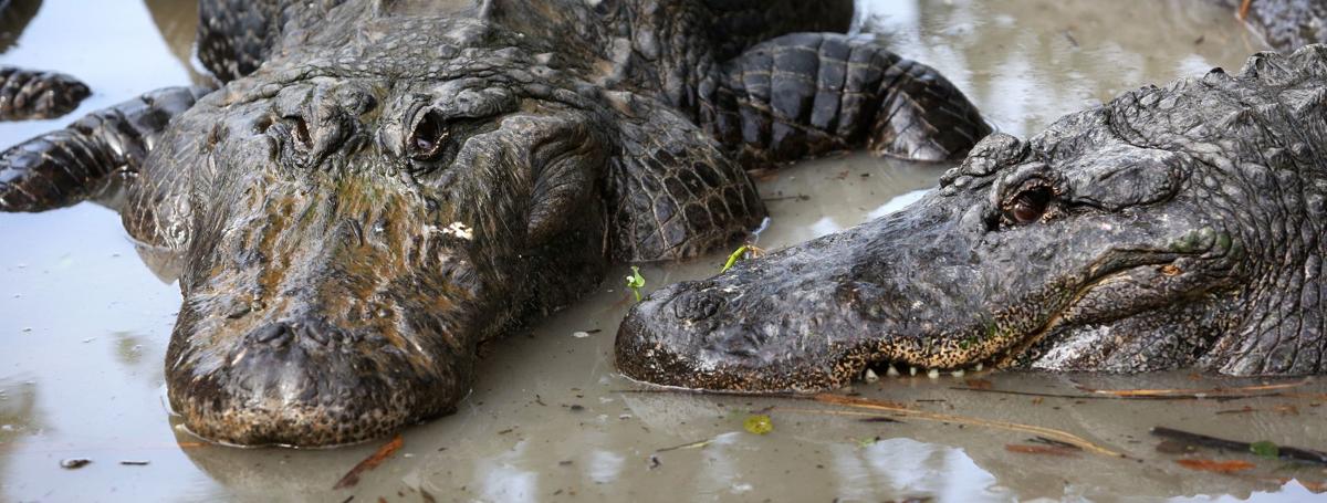 Alligators and other Gatorland residents are featured in new social media platform shows that the attraction will produce while it is closed for the coronavirus pandemic.