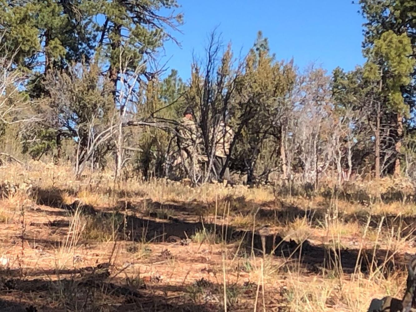 There are ‘forest ninja bison’ in Grand Canyon National Park, and that