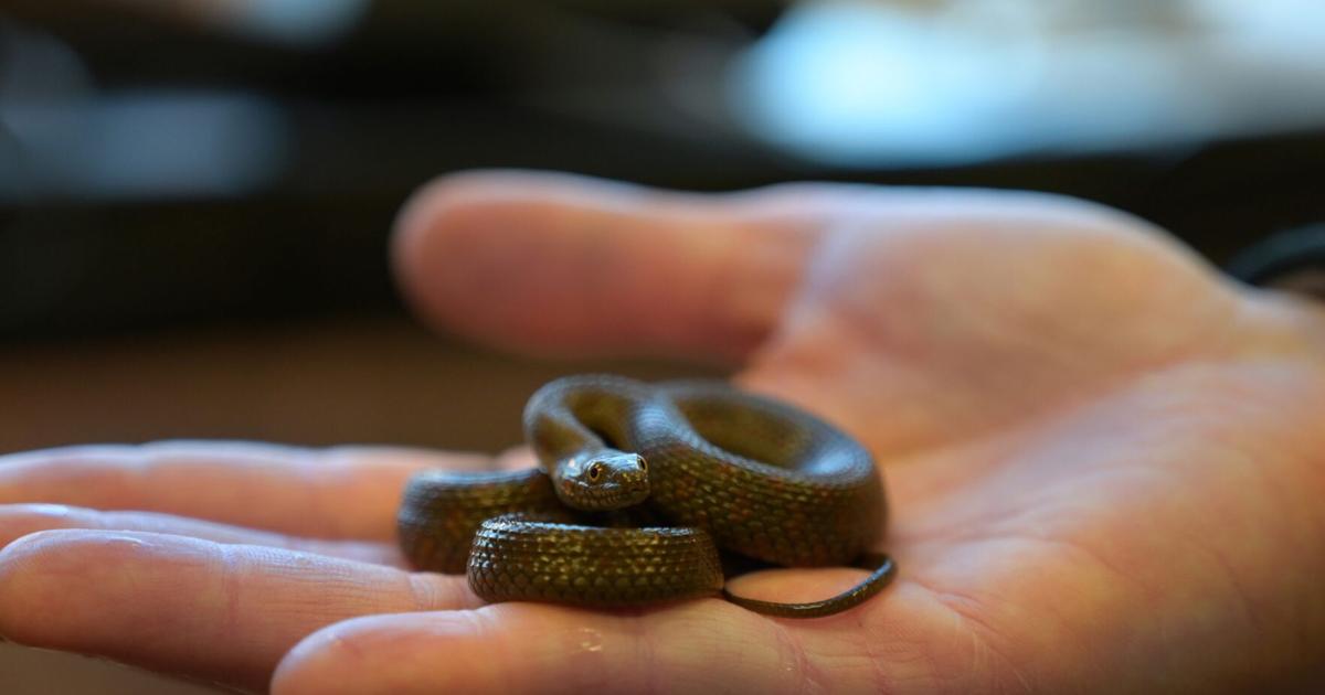 Endangered narrow-headed garter snake gets help from Phoenix Zoo