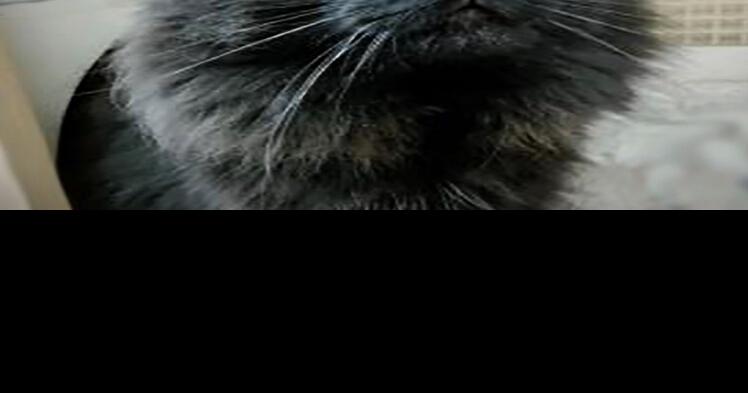 Pet of the Week: Sake