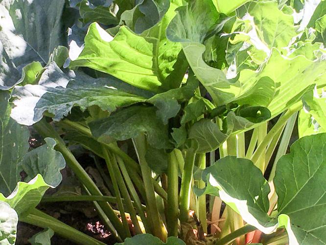 rhubarb.jpg