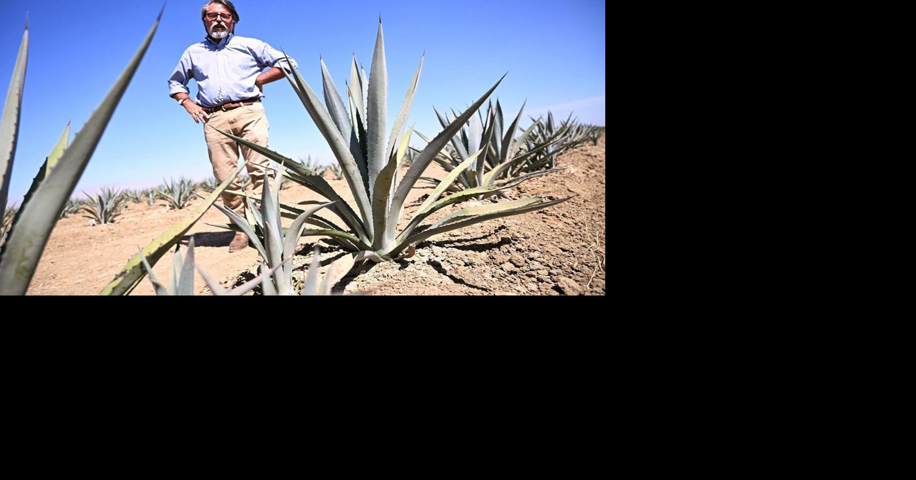 Studies look at ‘less bad’ options for farmers facing groundwater cutbacks