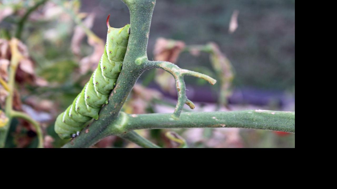 Gardening Etcetera: The scoop on orange evergreens and disappearing tomato leaves