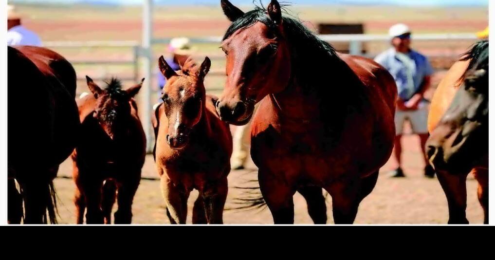 BABBITT RANCHES COLT SALE