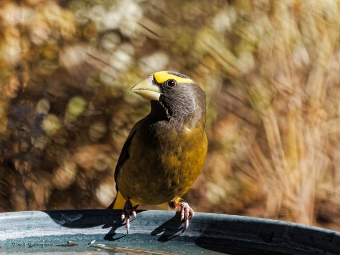 Evening Grosbeak