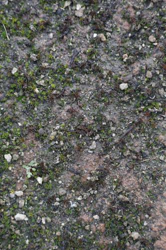 NAU ecologist tends to garden of biocrust