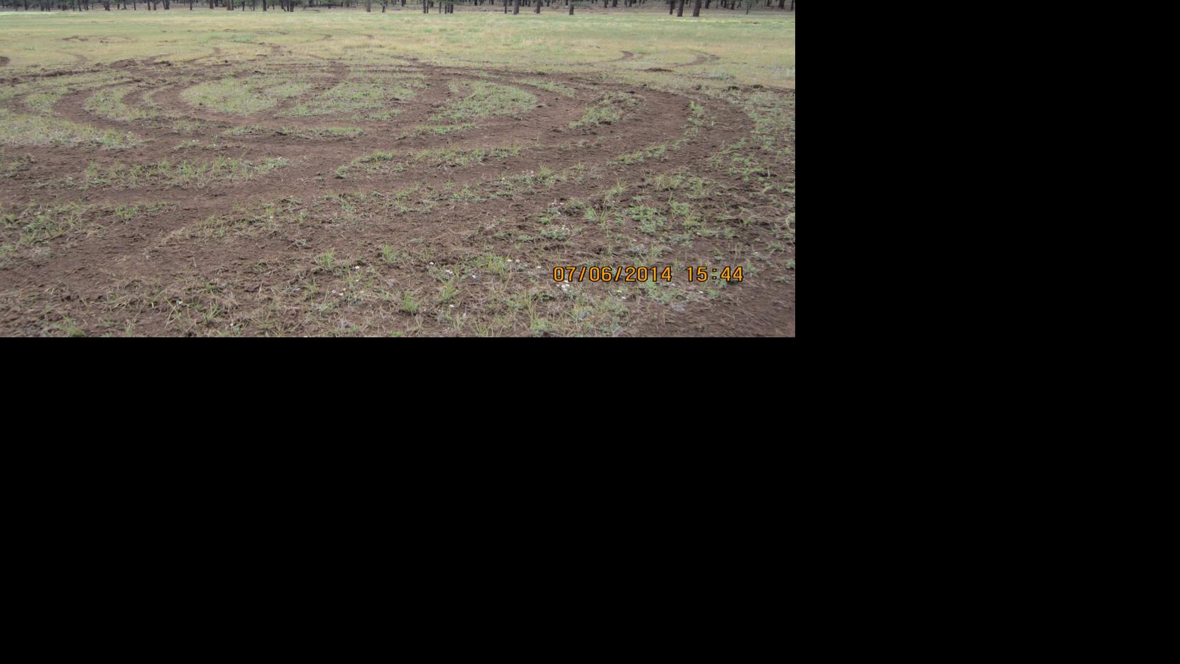 Forest Service plan would return unauthorized dirt roads to forest