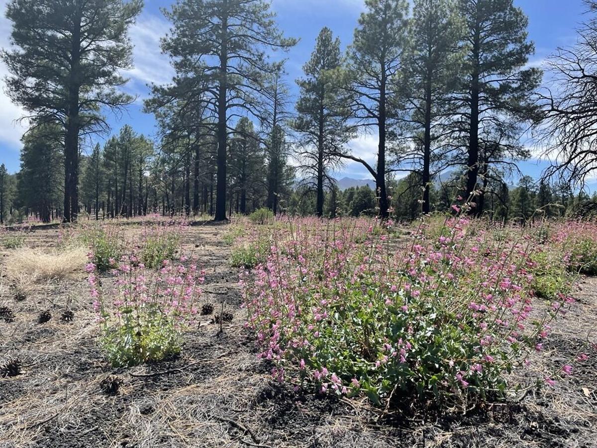 Ask a Ranger: Beauty can be found among the ashes | Local News 