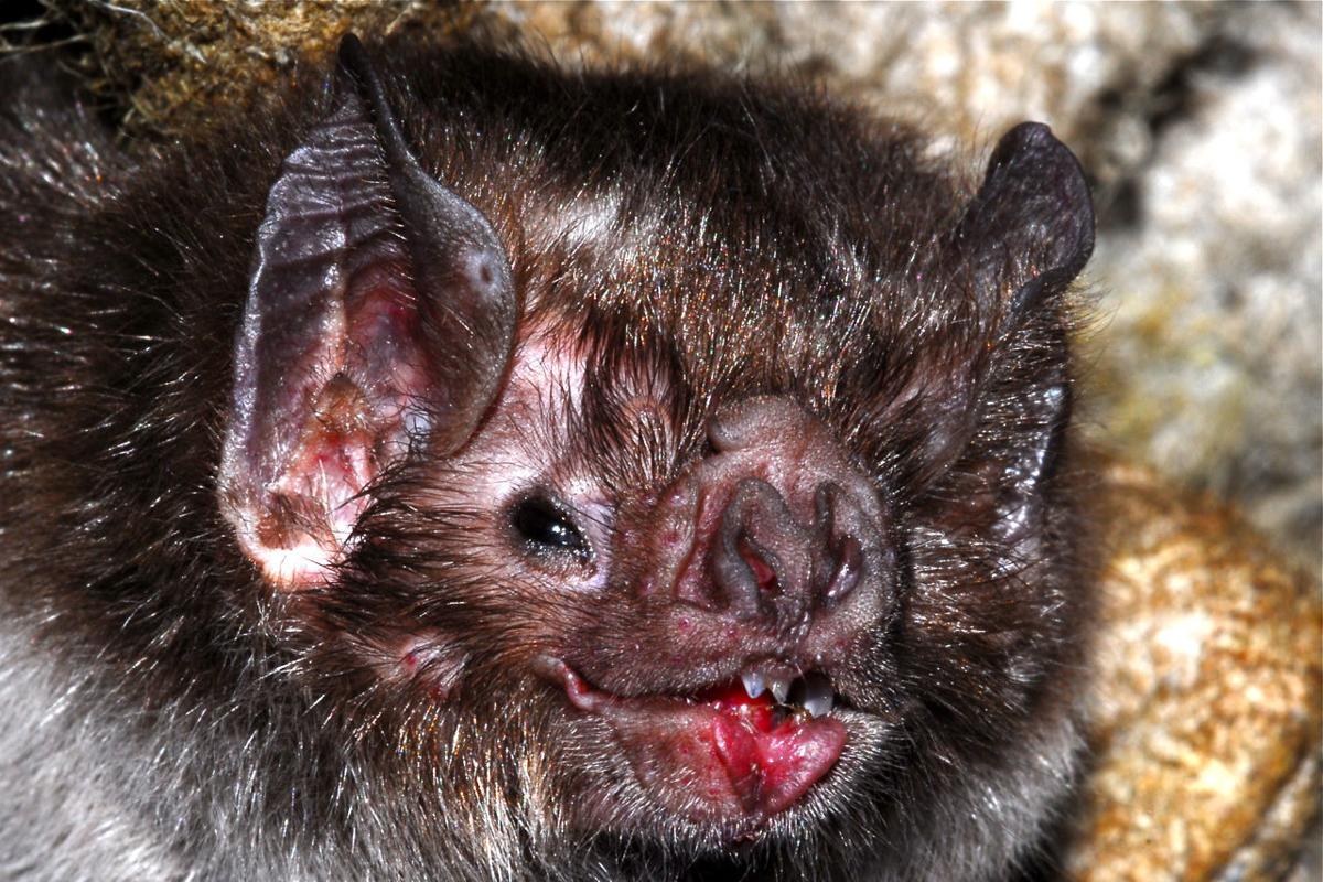 Rabid bats found along river in Grand Canyon National Park
