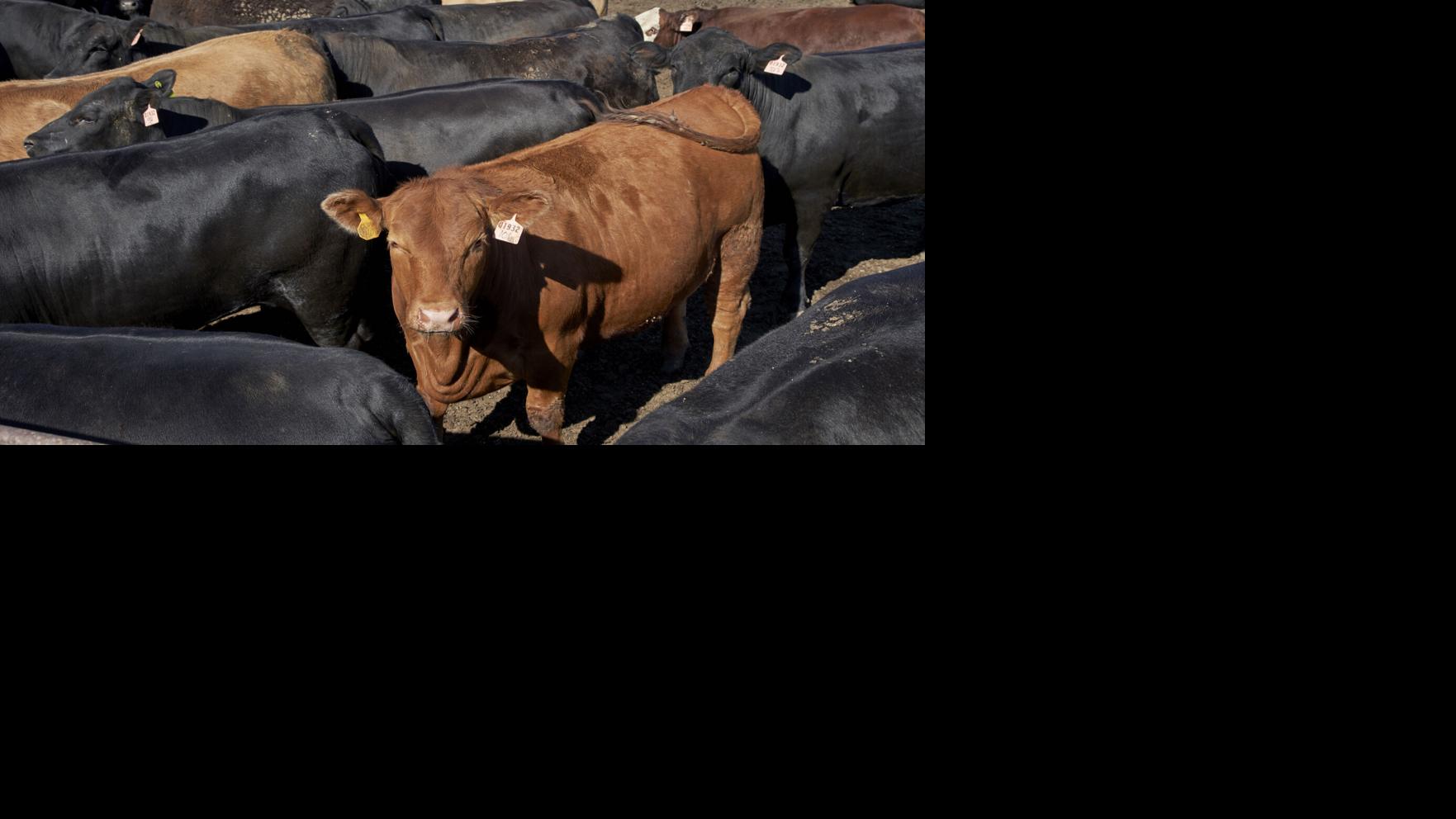 Cattle producers have a beef with 'It's What's for Dinner' marketing campaign