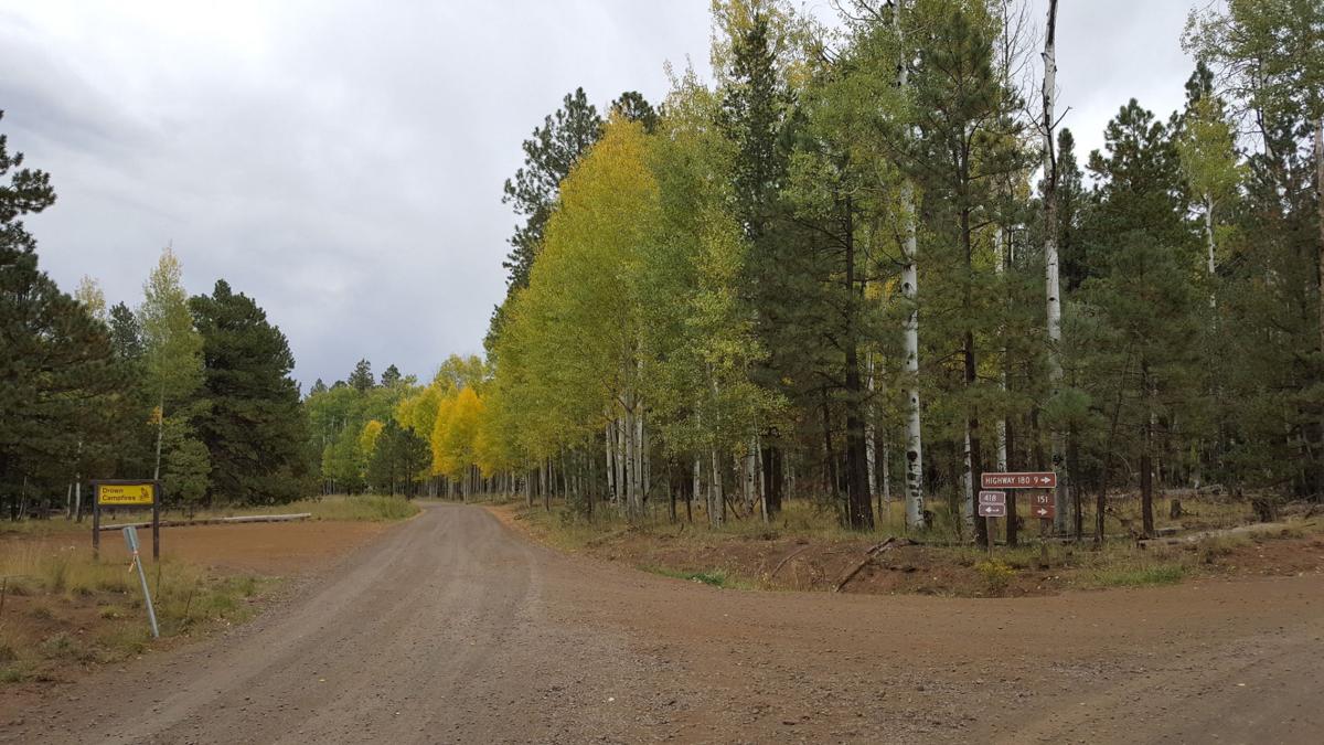 Aspen leaves