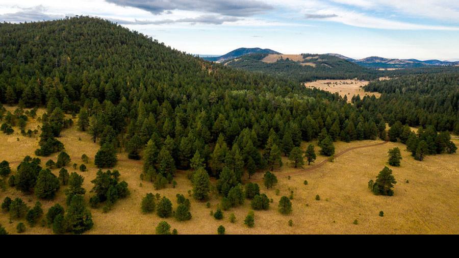 Trees, not gravestones? Green burial site set for Flagstaff