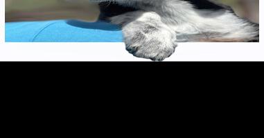 CHA Pet of the Week: Sammie - Vimarsana News