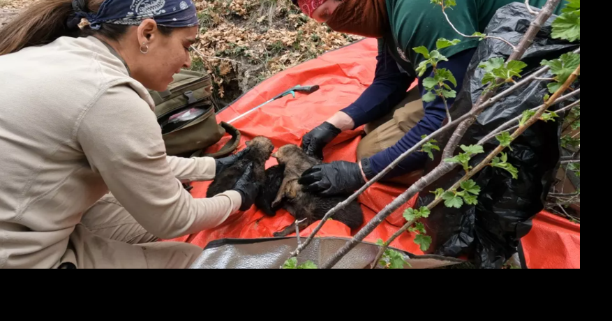 Conservation officials celebrate record number of Mexican wolf pups placed in wild dens