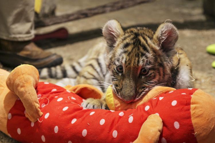 Hand Raised Tiger