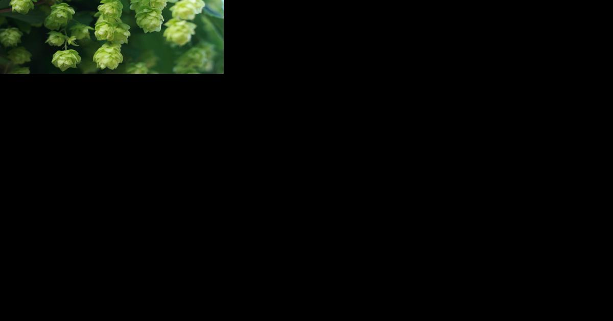 EarthTalk: Enjoy a cold one while helping the environment - Vimarsana News