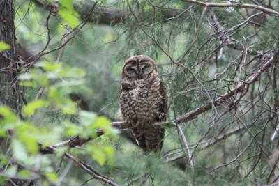 Mexican Spotted Owl