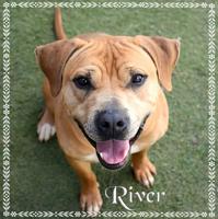 CHA Pet of the Week: River