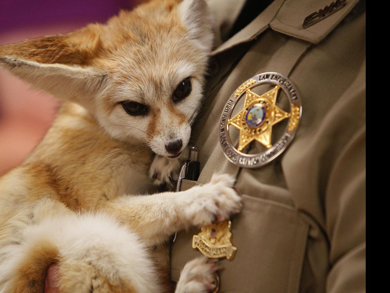 Inspired By Zootopia Kids In China Are Begging For Rare Protected Foxes As Pets Movies Azdailysun Com