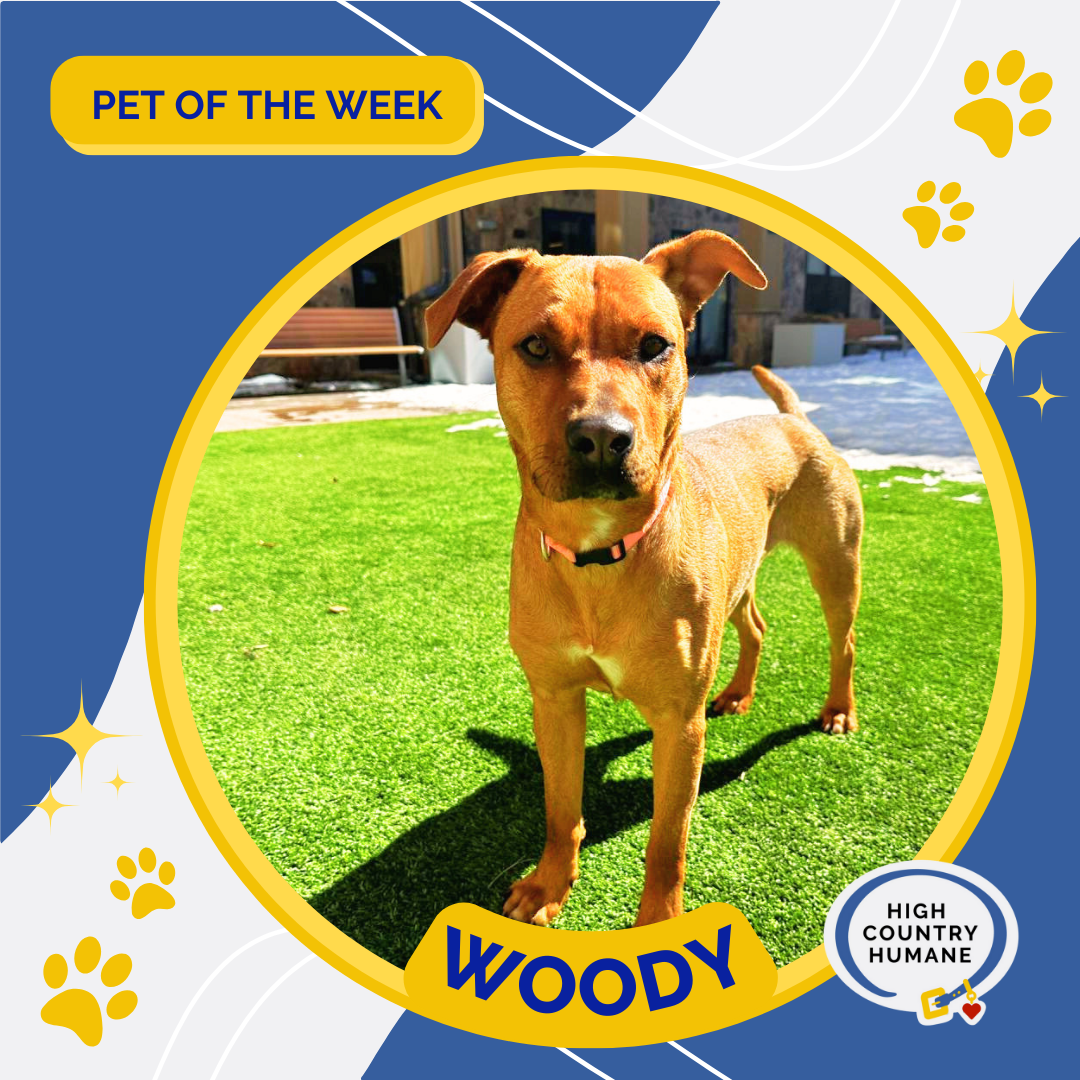 HCH Pet Of The Week: Woody | Local News | Azdailysun.com