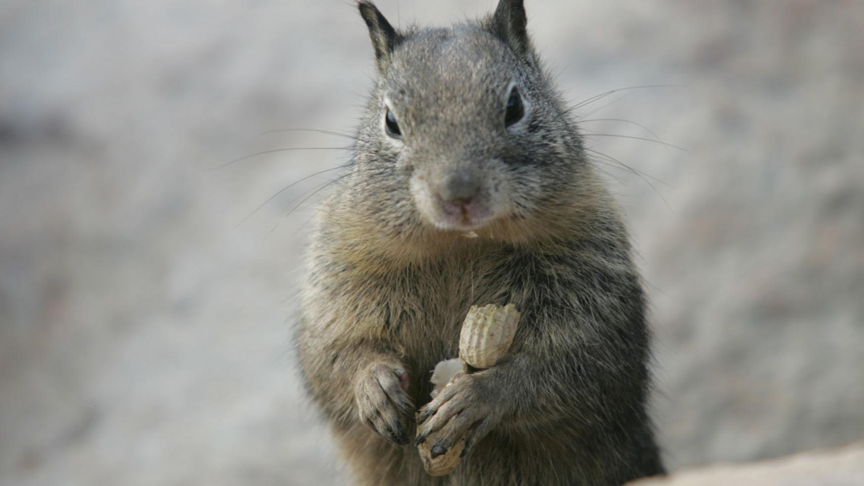 Tips On Keeping Rodents Out Of Home Garden Home And Garden