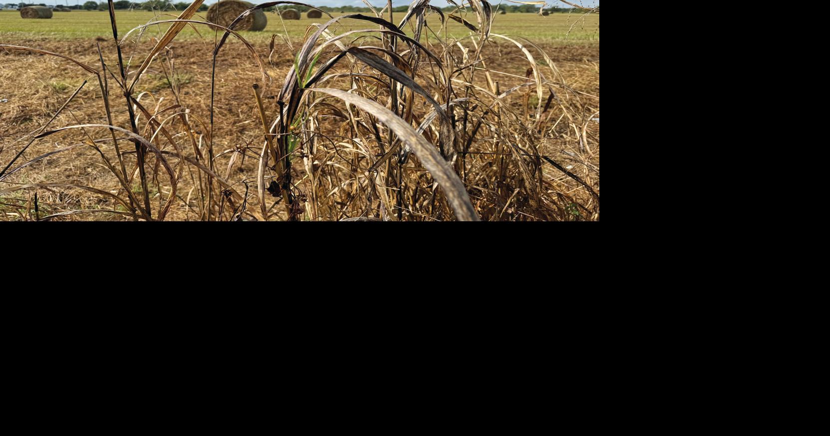 Drought loans available for Matagorda County businesses, nonprofits