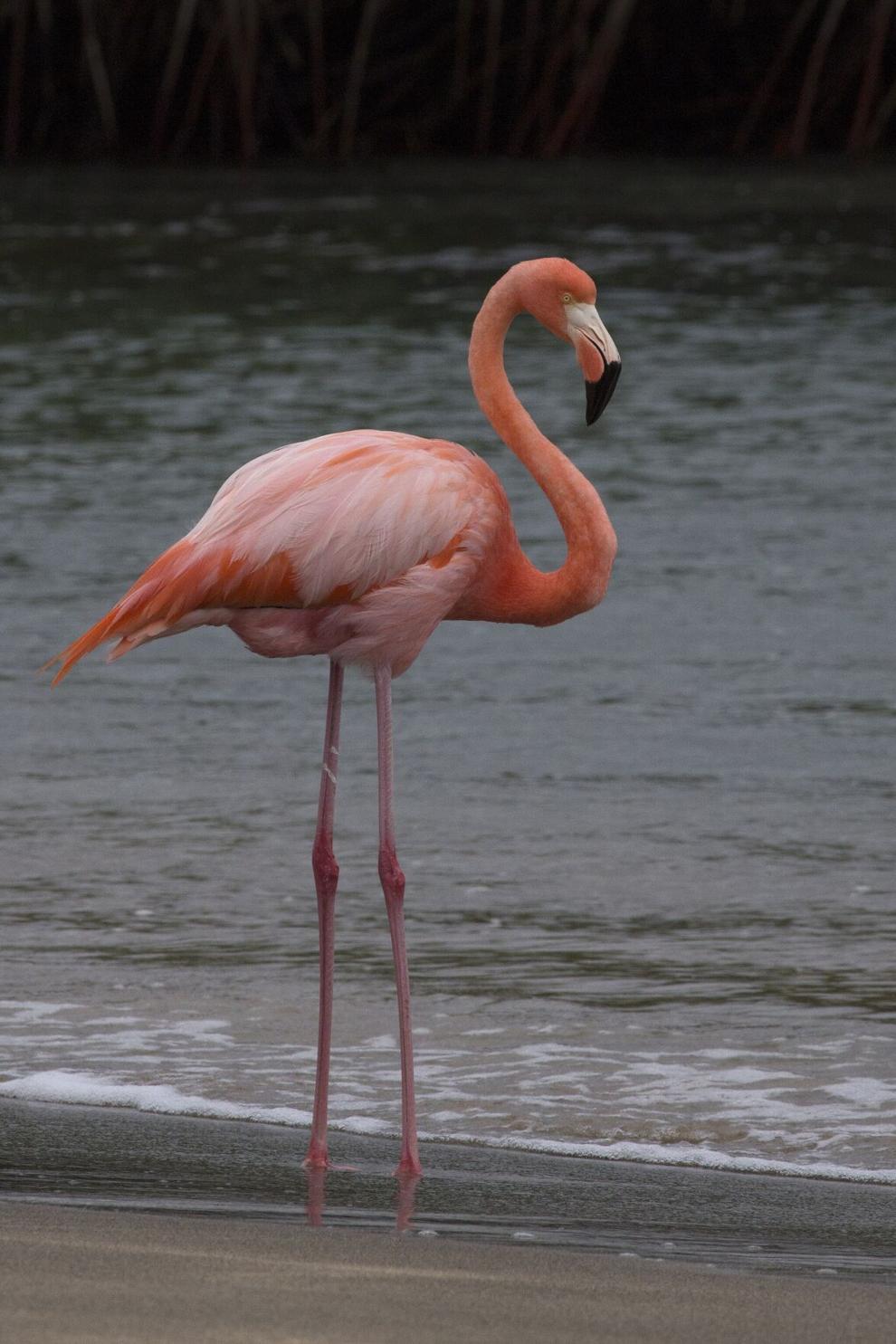 Nature Notes: American Flamingo becomes displaced | Lifestyles