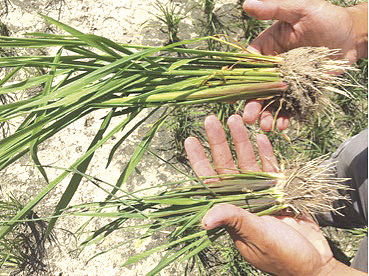 New herbicide Loyant hurts rice crops | Community | baycitytribune.com