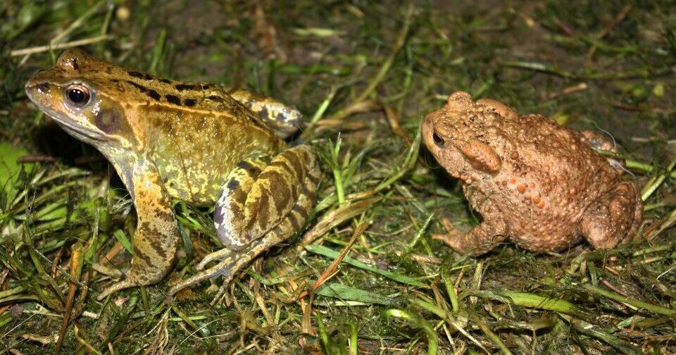 European common frog vs. European toad