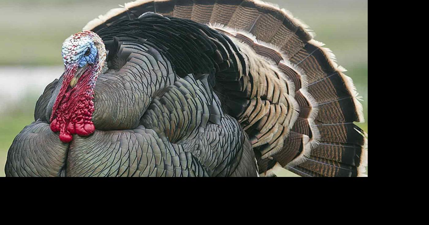 New hunting rules will change dove, turkey seasons in Matagorda County