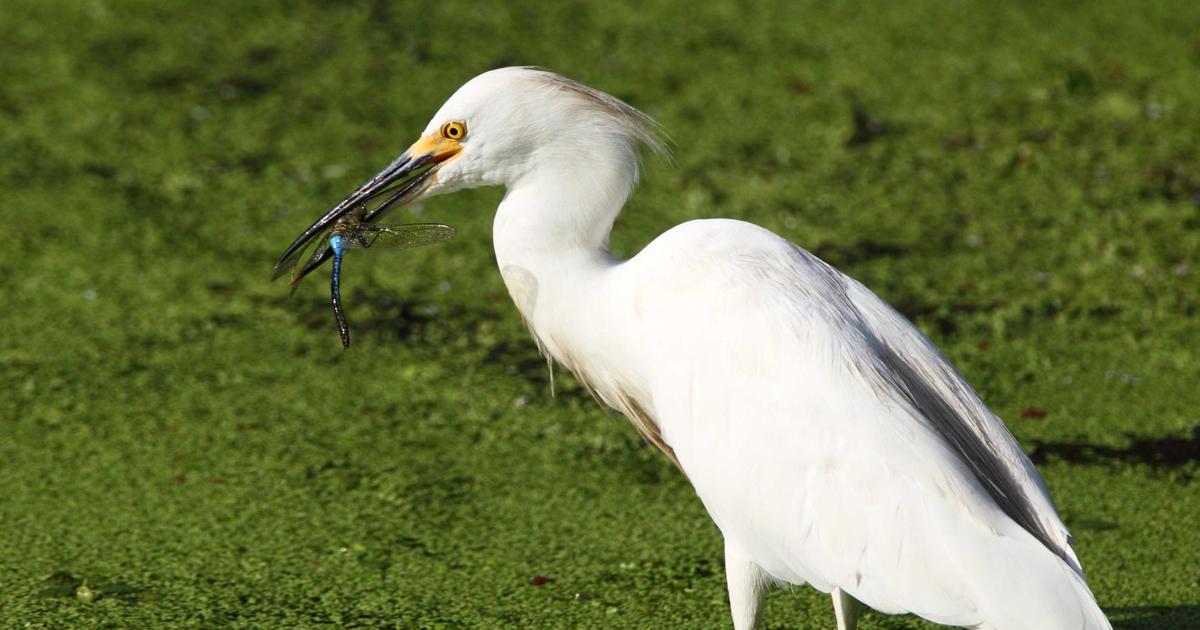 White Egret Birds Easy To Find In Wading Ditches In Area Community Baycitytribune Com White Egret Birds Easy To Find In Wading Ditches In Area Community Baycitytribune Com